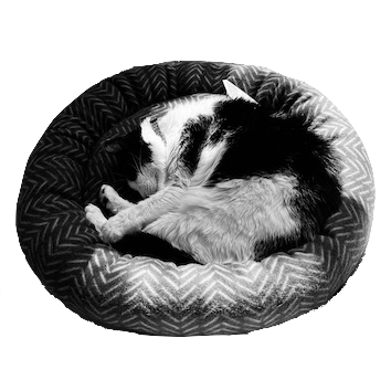 A picture of Dot Matrix the cat.